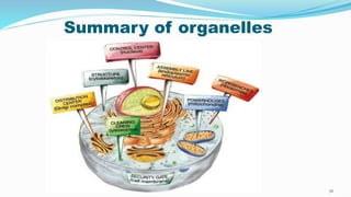Summary of organelles
52
 