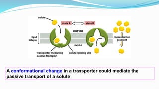 A conformational change in a transporter could mediate the
passive transport of a solute
 
