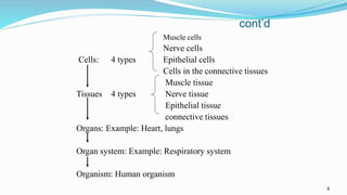 6
cont’d
Muscle cells
Nerve cells
Cells: 4 types Epithelial cells
Cells in the connective tissues
Muscle tissue
Tissues 4 types Nerve tissue
Epithelial tissue
connective tissues
Organs: Example: Heart, lungs
Organ system: Example: Respiratory system
Organism: Human organism
 