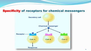 Specificity of receptors for chemical messengers
60
 