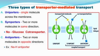 Three types of transporter-mediated transport
A. Uniporters - single molecule
across the membrane.
B. Symporters - Two or more
molecules in same direction.
 Na - Glucose Cotransporter.
C. Antiporters - Two or more
molecules in opposite directions
 Ex : Na-H antiporter
 