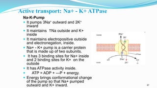 67
Active transport: Na+ - K+ ATPase
Na-K-Pump
 It pumps 3Na+ outward and 2K+
inward
 It maintains Na outside and K+
inside
 It maintains electropositive outside
and electronegation, inside.
 Na+ - K+ pump is a carrier protein
that is made up of two subunits.
 It has 3 binding sites for Na+ inside
and 2 binding sites for K+ on the
outside
 It has ATPase activity inside.
 ATP = ADP + ---P + energy.
 Energy brings conformational change
of the pump so that Na+ pumped
outward and K+ inward.
 