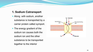 69
1. Sodium Cotransport
 Along with sodium, another
substance is transported by a
carrier protein called symport.
 The energy gradient of the
sodium ion causes both the
sodium ion and the other
substance to be transported
together to the interior
 