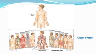 7
Organ system
 