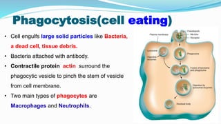 Phagocytosis(cell eating)
• Cell engulfs large solid particles like Bacteria,
a dead cell, tissue debris.
• Bacteria attached with antibody.
• Contractile protein actin surround the
phagocytic vesicle to pinch the stem of vesicle
from cell membrane.
• Two main types of phagocytes are
Macrophages and Neutrophils.
 