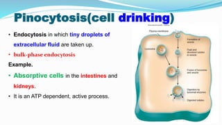 Pinocytosis(cell drinking)
• Endocytosis in which tiny droplets of
extracellular fluid are taken up.
• bulk-phase endocytosis
Example.
• Absorptive cells in the intestines and
kidneys.
• It is an ATP dependent, active process.
 