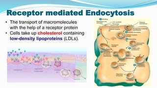 Receptor mediated Endocytosis
• The transport of macromolecules
with the help of a receptor protein
• Cells take up cholesterol containing
low-density lipoproteins (LDLs).
 