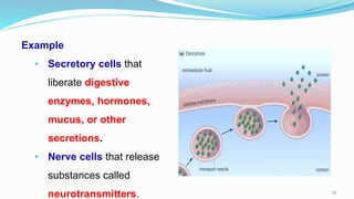 77
Example
• Secretory cells that
liberate digestive
enzymes, hormones,
mucus, or other
secretions.
• Nerve cells that release
substances called
neurotransmitters.
 