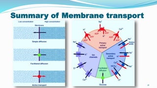 Summary of Membrane transport
78
 