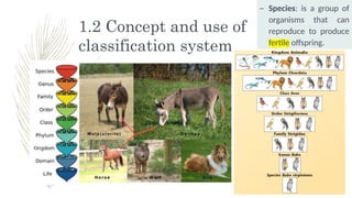 Chapter 1 Characteristics and Classification of Organisms.pptx