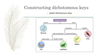 Spider Key Science Bio Chapter 1 Characteristics and Classification of Organisms.pptx