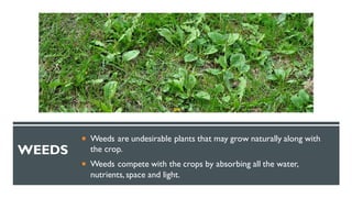 WEEDS
 Weeds are undesirable plants that may grow naturally along with
the crop.
 Weeds compete with the crops by absorbing all the water,
nutrients, space and light.
 