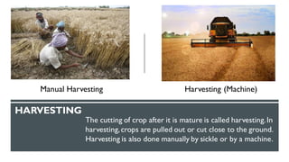 HARVESTING
The cutting of crop after it is mature is called harvesting.In
harvesting,crops are pulled out or cut close to the ground.
Harvesting is also done manually by sickle or by a machine.
Manual Harvesting Harvesting (Machine)
 