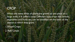 CROP
When the same kinds of plants are grown at one place on a
large scale, it is called a crop.Different type crops like cereals,
vegetables and fruits etc, can be classified on the basis of the
season in which they grow.
1. Kharif Crops
2. Rabi Crops
 
