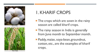 1. KHARIF CROPS
 The crops which are sown in the rainy
season are called kharif crops.
 The rainy season in India is generally
from June month to September month.
 Paddy,maize, soya-bean,groundnut,
cotton,etc., are the examples of kharif
crops.
 