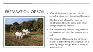 PREPARATION OF SOIL  One of the most important tasks in
agriculture is to turn the soil and loosen it.
 The loose soil allows the roots to
penetrate and breathe easily even when
they go deep into the soil.
 The loosened soil helps in the growth of
earthworms and microbes present in the
soil.
 The process of loosening and turning of
the soil is called tilling or ploughing.This is
done by using a plough which is made of
wood or iron.
 