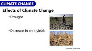 •Drought
•Decrease in crop yields
Photo credit:: Google Images
Effects of Climate Change
 