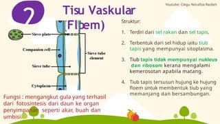 Tisu Vaskular
(Floem)
2 Struktur:
1. Terdiri dari sel rakan dan sel tapis.
2. Terbentuk dari sel hidup iaitu tiub
tapis yang mempunyai sitoplasma.
3. Tiub tapis tidak mempunyai nukleus
dan ribosom kerana mengalami
kemerosotan apabila matang.
4. Tiub tapis tersusun hujung ke hujung
floem untuk membentuk tiub yang
memanjang dan bersambungan.
Fungsi : mengangkut gula yang terhasil
dari fotosintesis dari daun ke organ
penyimpanan seperti akar, buah dan
umbisi.
Youtube: Cikgu Norafiza Razilah
 