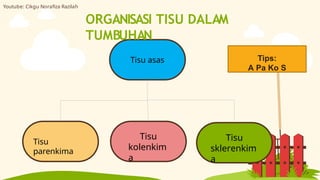 Tisu asas
Tisu
kolenkim
a
Tisu
parenkima
ORGANISASI TISU DALAM
TUMBUHAN
Tisu
sklerenkim
a
Tips:
A Pa Ko S
Youtube: Cikgu Norafiza Razilah
 