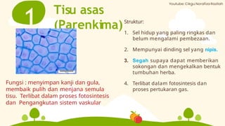 Tisu asas
(Parenkima)
1 Struktur:
1. Sel hidup yang paling ringkas dan
belum mengalami pembezaan.
2. Mempunyai dinding sel yang nipis.
3. Segah supaya dapat memberikan
sokongan dan mengekalkan bentuk
tumbuhan herba.
4. Terlibat dalam fotosintesis dan
proses pertukaran gas.
Fungsi : menyimpan kanji dan gula,
membaik pulih dan menjana semula
tisu. Terlibat dalam proses fotosintesis
dan Pengangkutan sistem vaskular
 