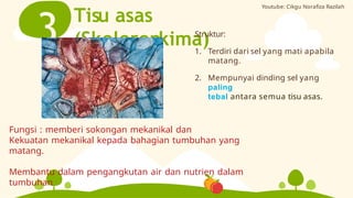 Tisu asas
(Skelerenkima)
3 Struktur:
1. Terdiri dari sel yang mati apabila
matang.
2. Mempunyai dinding sel yang
paling
tebal antara semua tisu asas.
Fungsi : memberi sokongan mekanikal dan
Kekuatan mekanikal kepada bahagian tumbuhan yang
matang.
Membantu dalam pengangkutan air dan nutrien dalam
tumbuhan
Youtube: Cikgu Norafiza Razilah
 