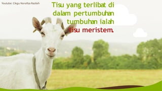 Tisu yang terlibat di
dalam pertumbuhan
tumbuhan ialah
tisu meristem.
Youtube: Cikgu Norafiza Razilah
 