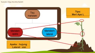 Tips:
Meri Ape L
Apeks : hujung
Lateral : sisi
Youtube: Cikgu Norafiza Razilah
 