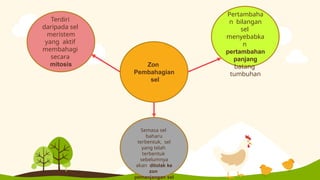 Zon
Pembahagian
sel
Terdiri
daripada sel
meristem
yang aktif
membahagi
secara
mitosis
Pertambaha
n bilangan
sel
menyebabka
n
pertambahan
panjang
batang
tumbuhan
Semasa sel
baharu
terbentuk, sel
yang telah
terbentuk
sebelumnya
akan ditolak ke
zon
pemanjangan sel
 