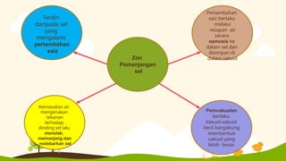 Zon
Pemanjangan
sel
Pertambahan
saiz berlaku
melalui
resapan air
secara
osmosis ke
dalam sel dan
disimpan di
dalam vakuol
Kemasukan air
mengenakan
tekanan
terhadap
dinding sel lalu
menolak,
memanjang dan
melebarkan sel
Pemvakuolan
berlaku.
Vakuol-vakuol
kecil bargabung
membentuk
vakuol yang
lebih besar.
Terdiri
daripada sel
yang
mengalami
pertambahan
saiz
 