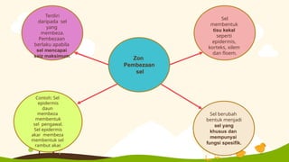 Zon
Pembezaan
sel
Terdiri
daripada sel
yang
membeza.
Pembezaan
berlaku apabila
sel mencapai
saiz maksimum.
Sel
membentuk
tisu kekal
seperti
epidermis,
korteks, xilem
dan floem.
Contoh: Sel
epidermis
daun
membeza
membentuk
sel pengawal.
Sel epidermis
akar membeza
membentuk sel
rambut akar.
Sel berubah
bentuk menjadi
sel yang
khusus dan
mempunyai
fungsi spesifik.
 