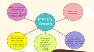 Occurs after
germination and it
takes place in all plants
to elongate their stems
and roots.
Leaf primordia and
shoot primordia will
grow to form new
leaves and shoots.
This enable the plants
to increase in height.
Primary
Growth
Takes place in
the apical
meristems at
the shoot tips
and root tips –
actively
dividing
The root cap will become
exhausted when they
penetrate the soil.
This causes the cells of the
root cap to be replaced by
meristem cells.
Occurs after
germination
 