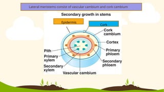 Cork
Epidermis
Lateral meristems consist of vascular cambium and cork cambium
 