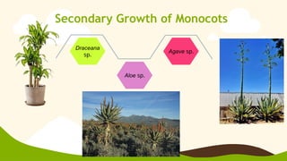 Secondary Growth of Monocots
Draceana
sp.
Aloe sp.
Agave sp.
 