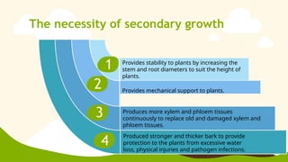 The necessity of secondary growth
Produced stronger and thicker bark to provide
protection to the plants from excessive water
loss, physical injuries and pathogen infections.
Provides stability to plants by increasing the
stem and root diameters to suit the height of
plants.
Produces more xylem and phloem tissues
continuously to replace old and damaged xylem and
phloem tissues.
Provides mechanical support to plants.
1
2
3
4
 