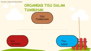 TISU
TUMBUHAN
Tisu
kekal
Tisu
meristem
ORGANISASI TISU DALAM
TUMBUHAN
Youtube: Cikgu Norafiza Razilah
 