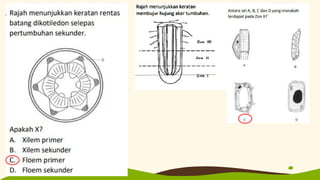 Bab 1 Organisasi tisu tumbuhan dan pertumbuhan