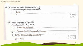 Orga
n
Epidermis/ Bark/ Kulit
Tisu vaskular/ Berkas vascular/ Vascular
bundle Empulur/ pith/ parenkima/
parenchyma
Youtube: Cikgu Norafiza Razilah
 