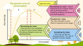 Dry
mass
(g)
Time (week)
A B C D
The growth curve of
annual plants
Sigmoid curve
A
Decreasing dry mass.
Food stored in the cotyledon
is used for germination before
the leaves emerge to carry out
photosynthesis.
B
Increasing dry mass.
Plant has carried out
photosynthesis. The rate of
growth increase rapidly
D
Decreasing dry mass. Happen
slowly because of aging, lower
rate of photosynthesis,
shedding of leaves and flowers
and seed dispersal.
C
Constant dry mass.
The rate of growth is zero.
Plant is matured at this stage.
 