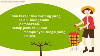Tisu kekal : tisu matang yang
telah mengalami
pembezaan.
Setiap jenis tisu kekal
mempunyai fungsi yang
khusus.
 