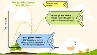 Dry
mass
(g)
Two sigmoid
curves
Second growth season :
The food stored is used to
produce flowers and seeds.
First growth season:
Plants produce leaves,
photosynthesis takes place.
Food is stored in tubers.
Ti
me
The growth curve of
biennial plants
 
