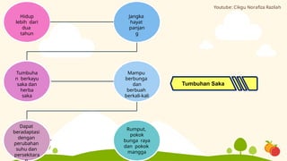 Hidup
lebih dari
dua
tahun
Jangka
hayat
panjan
g
Mampu
berbunga
dan
berbuah
berkali-kali
Tumbuha
n berkayu
saka dan
herba
saka
Dapat
beradaptasi
dengan
perubahan
suhu dan
persekitara
Rumput,
pokok
bunga raya
dan pokok
mangga
Tumbuhan Saka
Youtube: Cikgu Norafiza Razilah
 