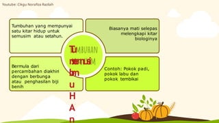 Bermula dari
percambahan diakhiri
dengan berbunga
atau penghasilan biji
benih
Biasanya mati selepas
melengkapi kitar
biologinya
Contoh: Pokok padi,
pokok labu dan
pokok tembikai
Tumbuhan yang mempunyai
satu kitar hidup untuk
semusim atau setahun.
T
u
m
b
u
H
A
n
s
e
m
u
s
i
m
Youtube: Cikgu Norafiza Razilah
 