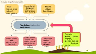 Tumbuhan
Dwimusim
Ketika musim
panas dan
musim bunga,
pertumbuhan
kedua
berlaku.
Ketika musim
sejuk,
pertumbuhan
berhenti.
Pertumbuhan
tampang:
akar, daun
dan batang
Musim
kedua:
Pembiakan
Kitar
hidup dua
tahun/
dua musim
Berbunga,
hasilkan
buah dan
biji benih
dan
mati.
Contoh:
Kubis, lobak
merah,
pokok bunga
balung
ayam
Youtube: Cikgu Norafiza Razilah
 