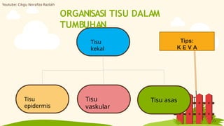 Tisu
kekal
Tisu
vaskular
Tisu
epidermis
ORGANISASI TISU DALAM
TUMBUHAN
Tisu asas
Tips:
K E V A
Youtube: Cikgu Norafiza Razilah
 