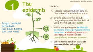 Tisu
epidermis
1 Struktur:
1. Lapisan luar permukaan patang,
daun dan akar tumbuhan muda.
2. Dinding sel epidermis diliputi
dengan lapisan berlilin dan kalis air
yang dikenali sebagai kutikel.
3. Kutikel mengurangkan kehilangan
air melalui proses penyejatan ketika
transpirasi, melindungi daun dari
kecederaan mekanikal dan
menghalang serangan patogen.
4. Sel epidermis terubah suai : Sel
pengawal dan sel rambut
akar
Fungsi : melapisi
permukaan
luar daun, batang
dan akar muda
Youtube: Cikgu Norafiza Razilah
 
