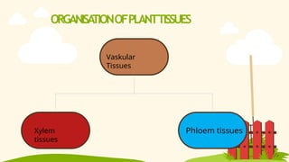Vaskular
Tissues
Phloem tissues
Xylem
tissues
ORGANISA
TIONOFPLANTTISSUES
 