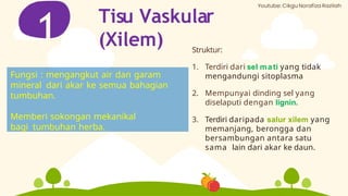 Tisu Vaskular
(Xilem)
1 Struktur:
1. Terdiri dari sel mati yang tidak
mengandungi sitoplasma
2. Mempunyai dinding sel yang
diselaputi dengan lignin.
3. Terdiri daripada salur xilem yang
memanjang, berongga dan
bersambungan antara satu
sama lain dari akar ke daun.
Fungsi : mengangkut air dan garam
mineral dari akar ke semua bahagian
tumbuhan.
Memberi sokongan mekanikal
bagi tumbuhan herba.
 