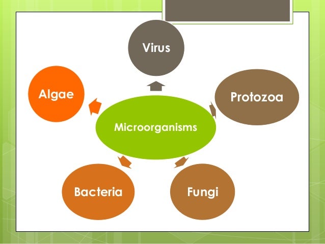 viruses fungi protozoa bacteria info essay C gram-positive bacteria d fungi e protozoans when comparing the types of viruses that infect bacteria essay questions answer all parts of the following. viruses fungi protozoa bacteria info essay C gram-positive bacteria d fungi e protozoans when comparing the types of viruses that infect bacteria essay questions answer all parts of the following.