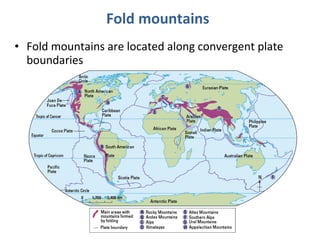 Fold mountains 
• Fold mountains are located along convergent plate 
boundaries 
 