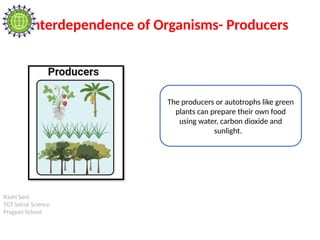 Rashi Soni
TGT Social Science
Pragyan School
Interdependence of Organisms- Producers
The producers or autotrophs like green
plants can prepare their own food
using water, carbon dioxide and
sunlight.
 